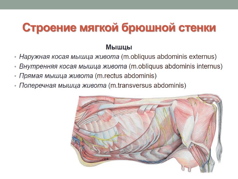 Строение мягкой брюшной стенки Мышцы Наружная косая мышца живота (m.obliquus abdominis externus) Внутренняя косая